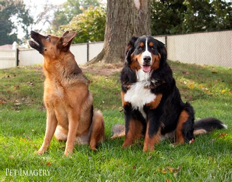 New Pet Photography Brian And Lucas Bernese Mountain Dog And German