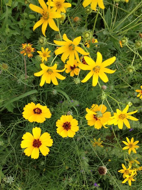 Yellow Flowers Of Texas Beautiful Insanity