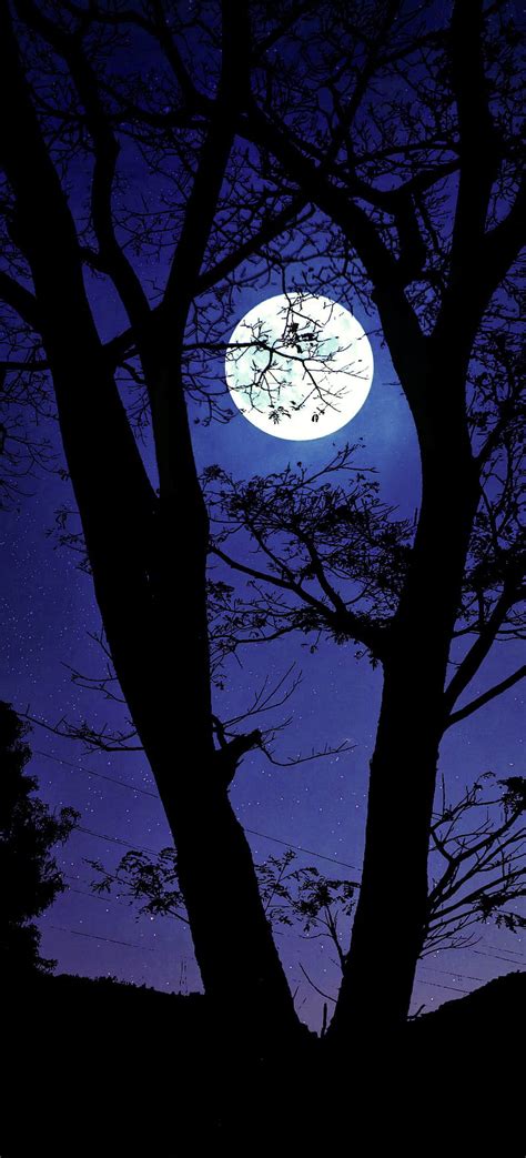 Night Dark Good Love Moon Moonlight Night Sky Star Tree