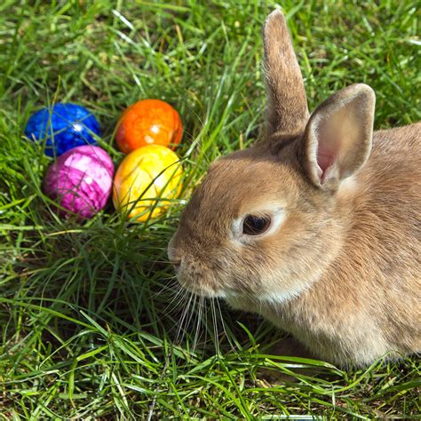 Easter Bunny Wiktionary The Free Dictionary
