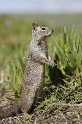 While artificial grass does not guarantee an end to your gopher problem, it have you used natural gopher control methods to repel gophers without killing them? How to Kill Gophers With a BB Gun | Gone Outdoors | Your ...