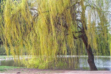 How To Grow And Care For White Willow Salix Alba