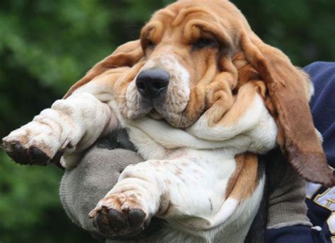 8 Things To Love About Basset Hounds
