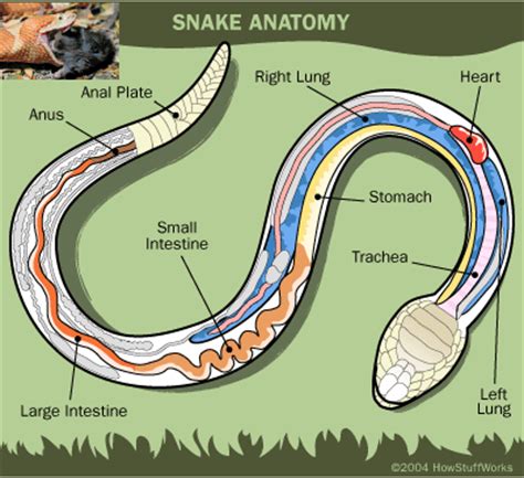 Medical Science