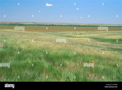 Grasslands Near Ogallala Nebraska With Cattle Grazing In The Distance