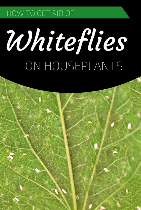 How To Get Rid Of Whiteflies On Houseplants Whiteflies Houseplants