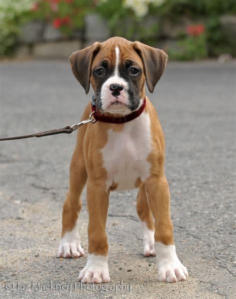 Boxer Puppy