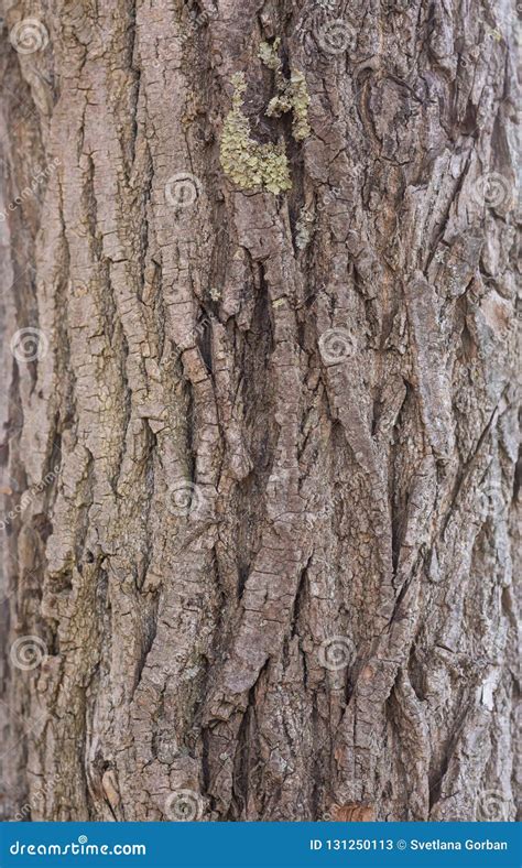 Background Tree Bark Colors Texture Stock Image Image Of Seamless