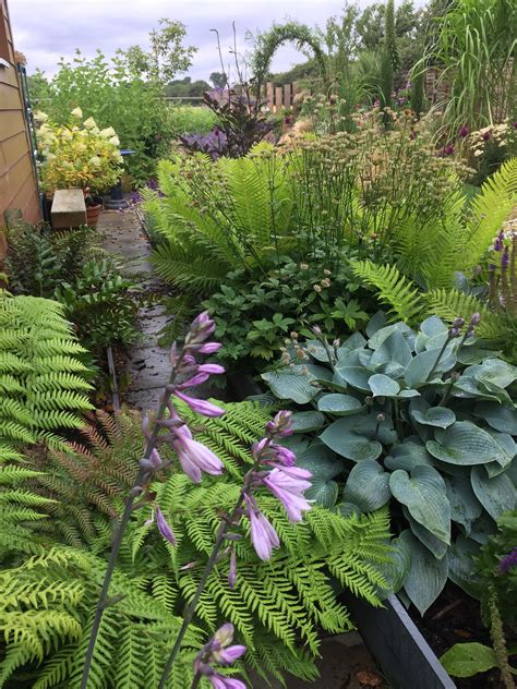 North-facing border | North facing garden, Garden borders ...