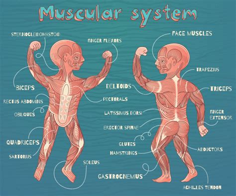 Скачайте векторную иллюстрацию muscle chart with german names male body with the largest human muscles divided into ten labeled cards with names and appropriate highlighted muscle groups isolated vector illustration on white прямо сейчас. Vector cartoon illustration of human muscular system for ...