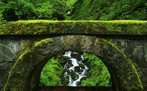 Moss Covered Stones Trees HD Nature Wallpapers| HD Wallpapers