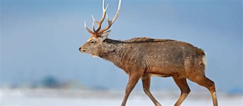 Sika Deer Facts And Information Cervus Nippon World Deer