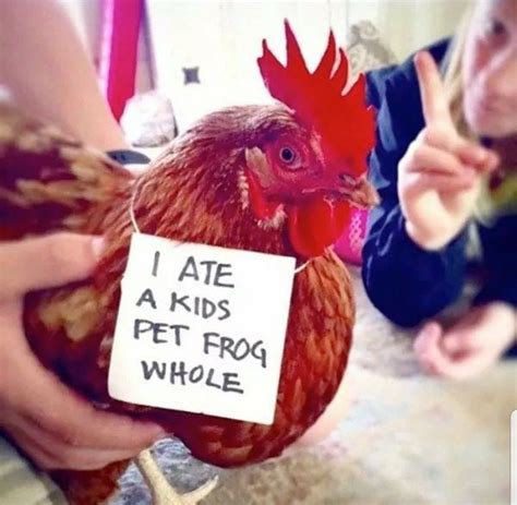 Pin By Kim Stokes On Teryn Funny Chicken Memes Chicken Humor Cute Chickens
