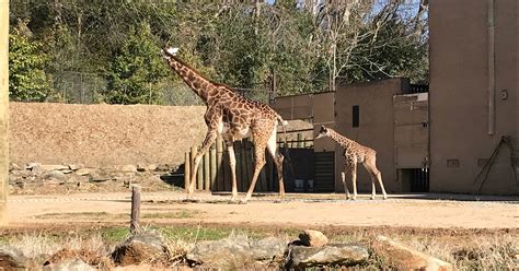 Greenville Zoo Announces Winner Of Giraffe Naming Contest