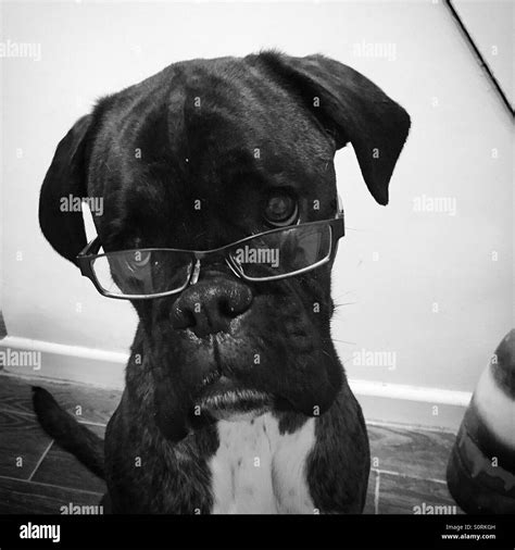 Boxer Dog Wearing Glasses Stock Photo Alamy