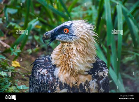Bearded Vulture Close Up Stock Photo Alamy