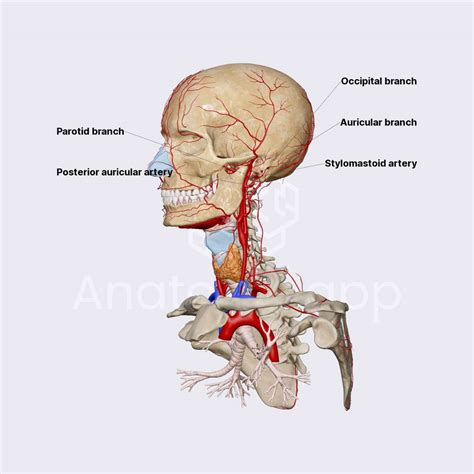 Posterior Auricular Artery Arteries Of The Head And Neck Head And