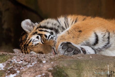 Tired Tiger By Ravenith On Deviantart