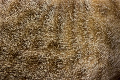 Close Up Of Cat Fur For Texture Or Background Stock Photo At Vecteezy