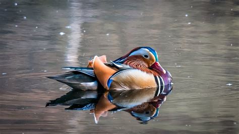 7 Colors Duck On Water 1920×1080 Wallpaper