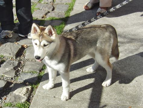 Dog Of The Day Siberian Huskywolf Puppy The Dogs Of