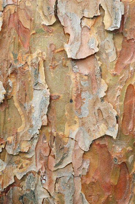 Bark Texture Background Stock Photo Image Of Nature Macro 2620246