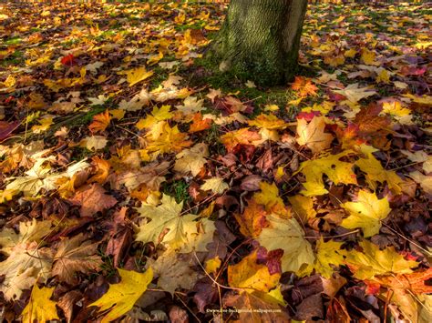 Free Photo Fallen Autumn Leaves Abstract Leaves The Free