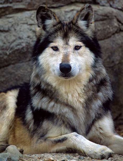 Pin By Corey W On Extinction Is Forever Mexican Wolf