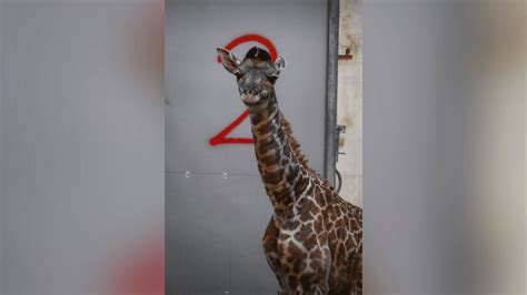 Newborn Giraffe Calf Welcomed At Greenville Zoo Wpde