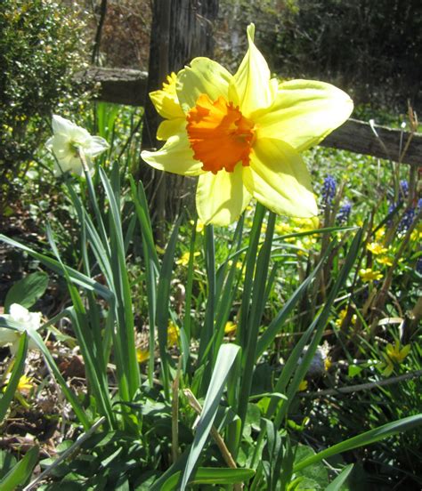 We did not find results for: Jarvis House: Spring Flowering Bulbs in the Jarvis House ...