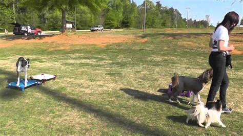 We did not find results for: Dog Training: Outside Off-Leash Teaching Weaving Through ...