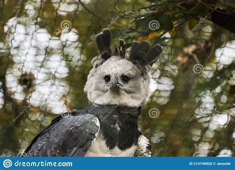 The Harpy Eagle Harpia Harpyja Is Also Called The American Harpy Eagle