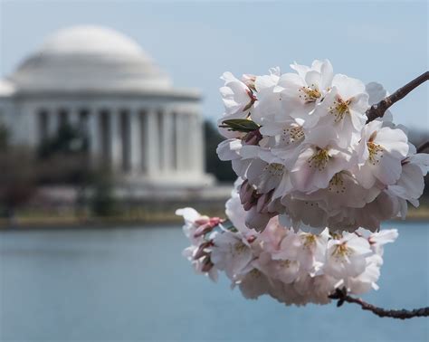 The Cherry Blossoms Peak Bloom Is Expected At The End Of March Dcist