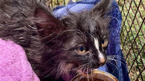 Kitten Rescued From Storm Drain In Southern Arizona