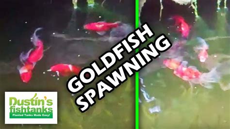 Once the eggs are found, you should. Goldfish Spawning Behavior: How to breed fancy goldfish in ...