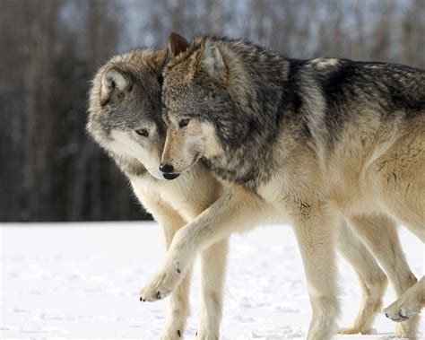 High Resolution Wolf 1920×1080 Wallpapers Full Size Siwallpaperhd