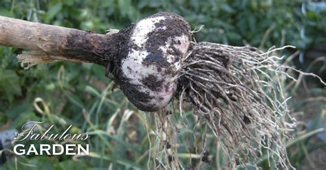 Brush off any excess dirt that falls off easily. How to harvest garlic - The Fabulous Garden