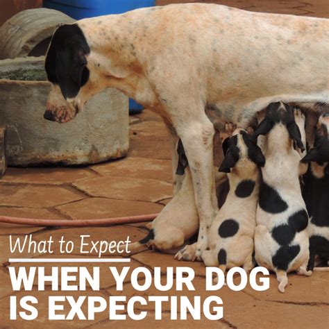 What To Expect When Your Pregnant Dog Is Expecting Puppies Pethelpful