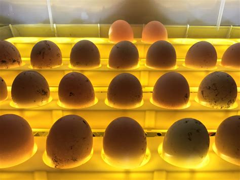 Hatching Eggs In An Incubator Ecofarming Daily