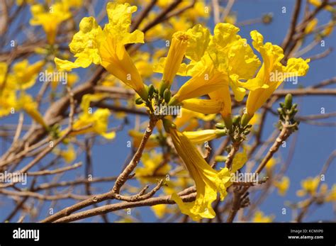 Yellow Flowering Tree Australia Hi Res Stock Photography And Images Alamy