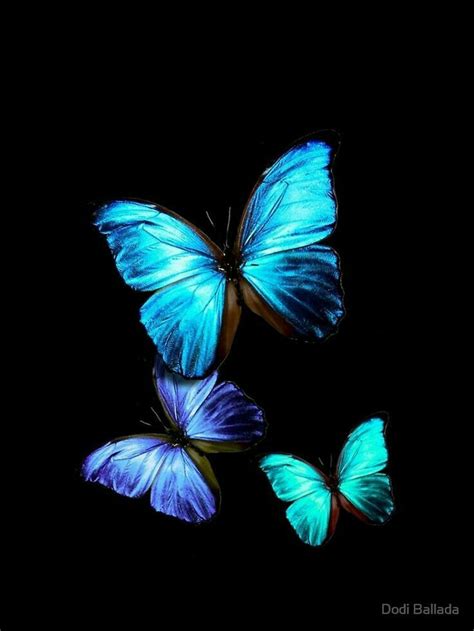 Pin By Ayesha Abbas On Butterflies Blue Butterfly Wallpaper