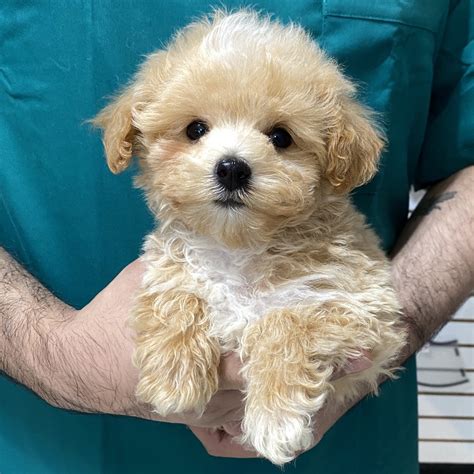 We provide aggregated results from multiple you can easily access information about free maltipoo puppies for sale by clicking on the most. MALTIPOO | MALE | ID:5540-LM - Central Park Puppies