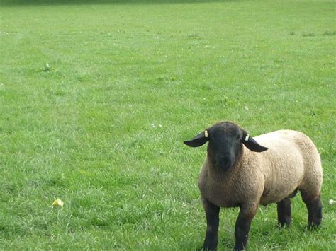 Ram Lamb For Sale From Templerhyd Flock Suffolk Sheep Sales