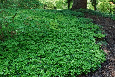 Evergreen Ground Cover Nc Ground Cover Good