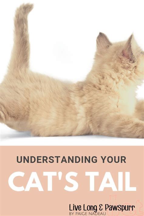 8 Things Your Cats Tail Is Telling You Cat Training Cat Tail