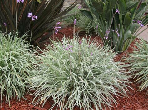 Find variegated society garlic (tulbaghia violacea 'variegata') in orange county, ca california ca at roger's gardens (striped society garlic) drought resistant Archives - Orange County Landscape ...