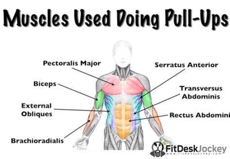 Pull Up Muscles Worked Diagram