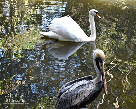 zoo birds - Mama to 6 Blessings