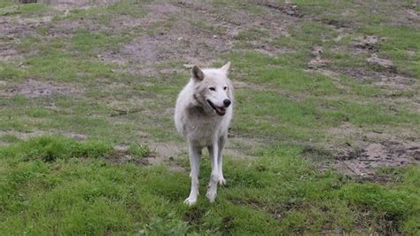 Wolf Habitat Opens At Detroit Zoo