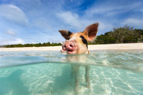 Pigs In The Bahamas Wallpapers High Quality Download Free